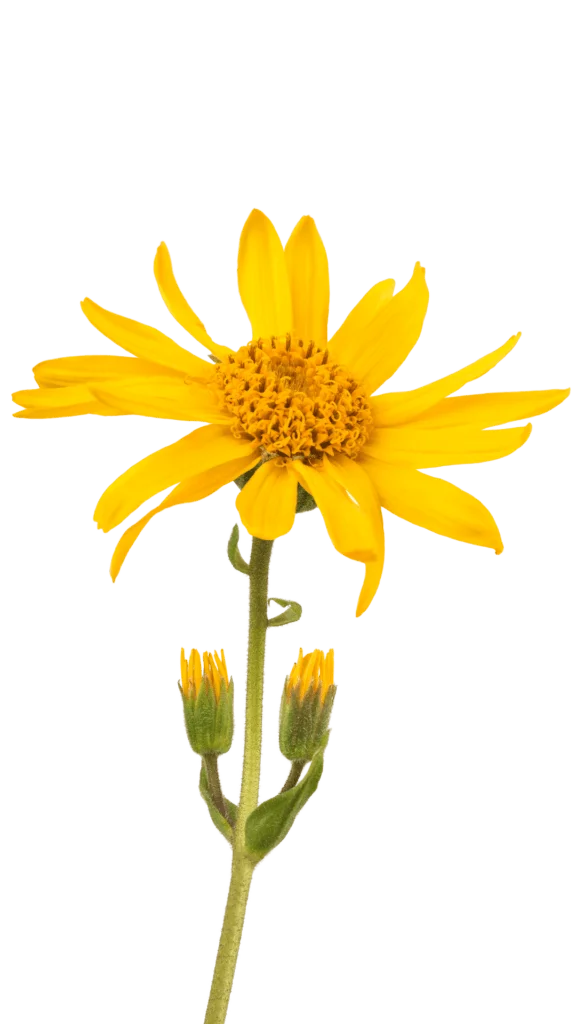 Arnica Montana