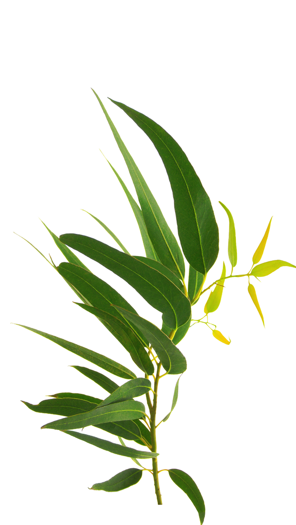 Evkaliptus