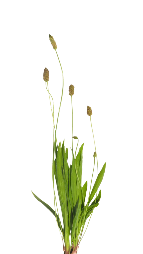 INDIJSKI TRPOTEC (PSYLLIUM)