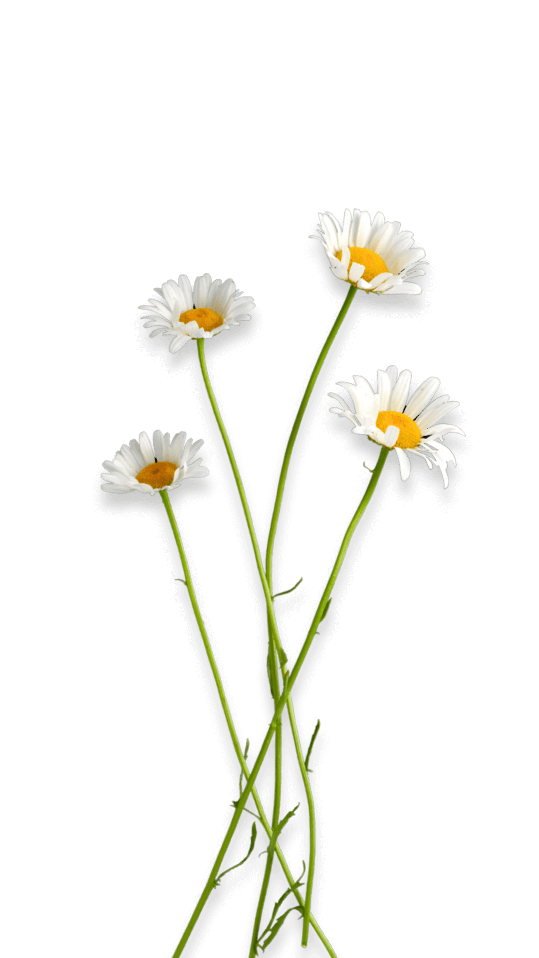 Kamilica
