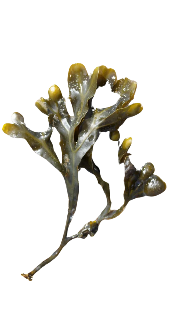 MORSKA ALGA FUCUS VESICULOSUS L. (MEHURJAST BRAČIČ)